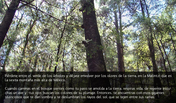 Bosque