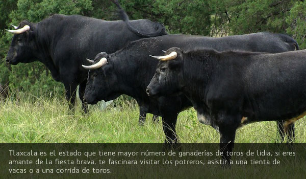 Toros de Lidia