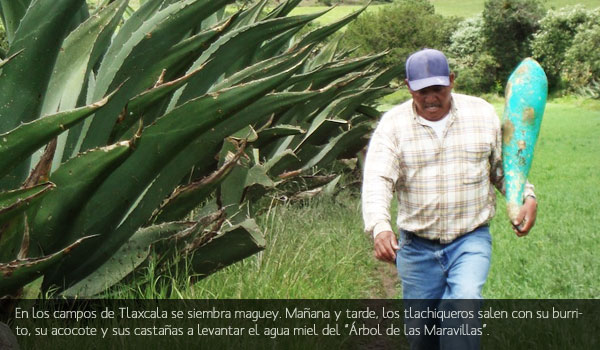 Tlachiquero con acocote